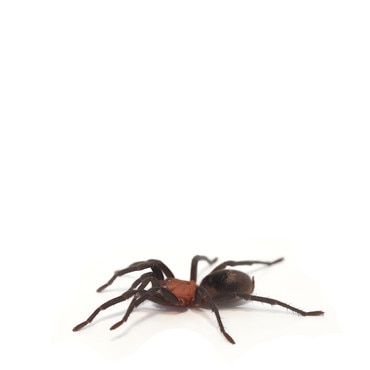 Brazilian Redhead Tarantula